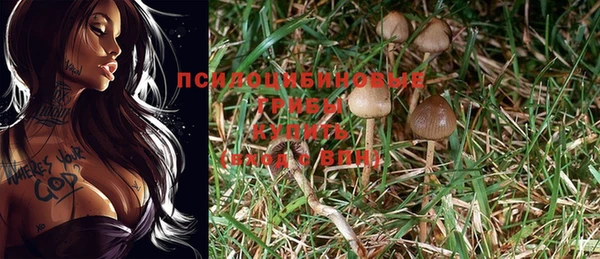 гашик Арсеньев